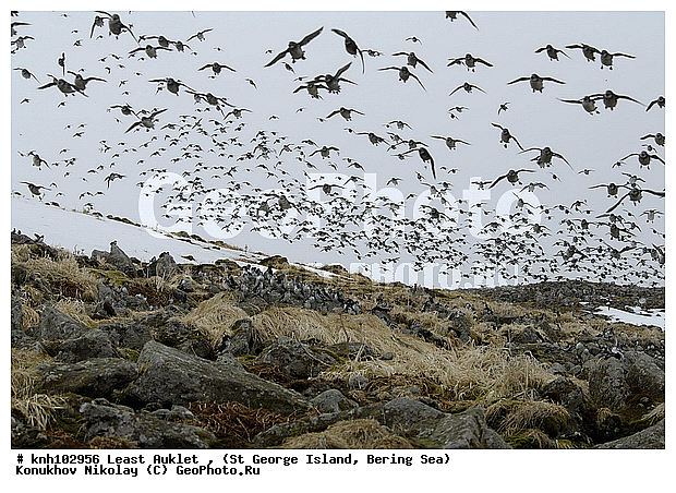 Aethia pusilla, Least Auklet, ��������� ����, ������-������, ������ ������� �������, ������� �����, ������� �����, ������, ���, DONE, ����������, Alcidae, ��������� ������, ����������� ������� ��������, XYZ