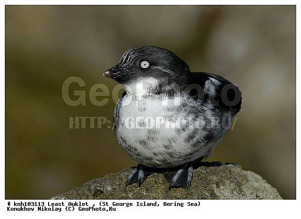 Aethia pusilla, Least Auklet, ��������� ����, ������-������, ������ ������� �������, ������� �����, ������� �����, ������, ���, DONE, ����������, Alcidae, ��������� ������, ����������� ������� ��������, XYZ