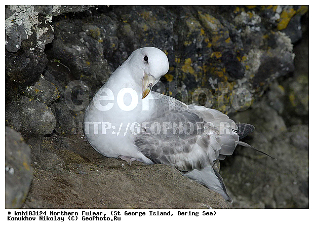 Fulmarus glacialis, Northern Fulmar, ��������� ����, ������, ������ ������� �������, ������� �����, ������� �����, ������, ���, DONE, ���������������, Procellariidae, ����������� ������� ��������, XYZ