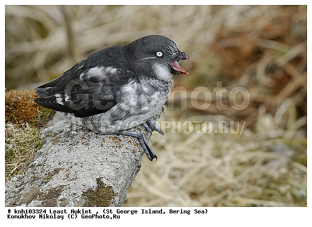 Aethia pusilla, Least Auklet, ��������� ����, ������-������, ������ ������� �������, ������� �����, ������� �����, ������, ���, DONE, ����������, Alcidae, ��������� ������, ����������� ������� ��������, XYZ