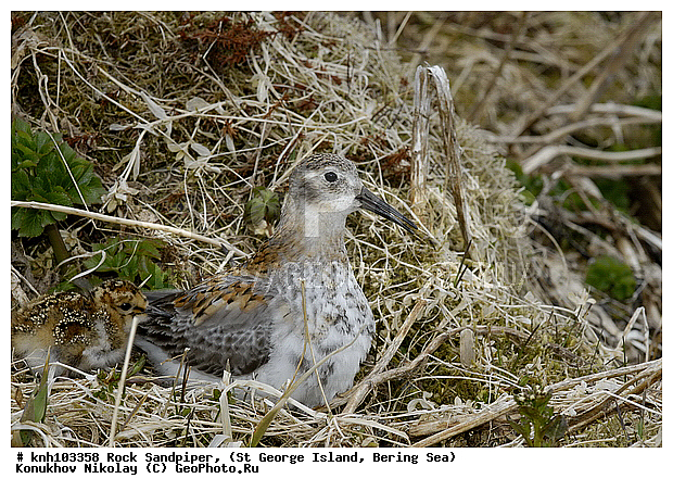 Calidris ptilocnemis, Rock Sandpiper, ������������ ��������, ��������� ����, ������ ������� �������, �����, ������, �����, �����, ������, ���, DONE, ���������, Scolopacidae, Erolia ptilocnemis, ����������� ������� ��������, XYZ
