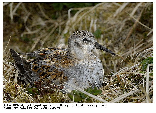 Calidris ptilocnemis, Rock Sandpiper, ������������ ��������, ��������� ����, ������ ������� �������, �����, ������, �����, �����, ������, ���, DONE, ���������, Scolopacidae, Erolia ptilocnemis, ����������� ������� ��������, XYZ