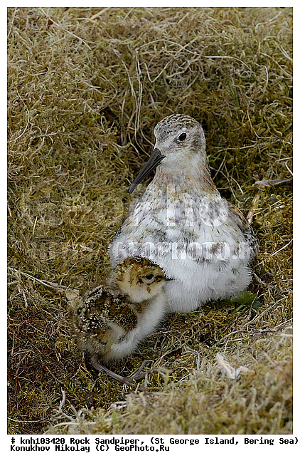 Calidris ptilocnemis, Rock Sandpiper, ������������ ��������, ��������� ����, ������ ������� �������, �����, ������, �����, �����, ������, ���, DONE, ���������, Scolopacidae, Erolia ptilocnemis, ����������� ������� ��������, ������, ������, XYZ