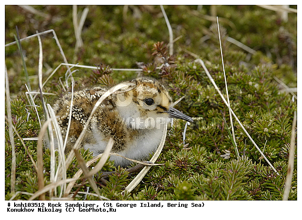Calidris ptilocnemis, Rock Sandpiper, ������������ ��������, ��������� ����, ������ ������� �������, �����, ������, �����, �����, ������, ���, DONE, ���������, Scolopacidae, Erolia ptilocnemis, ����������� ������� ��������, ������, ������, XYZ