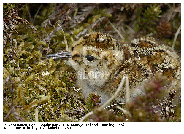 Calidris ptilocnemis, Rock Sandpiper, ������������ ��������, ��������� ����, ������ ������� �������, �����, ������, �����, �����, ������, ���, DONE, ���������, Scolopacidae, Erolia ptilocnemis, ����������� ������� ��������, ������, ������, XYZ