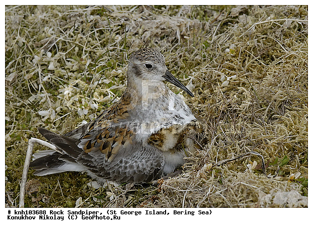 Calidris ptilocnemis, Rock Sandpiper, ������������ ��������, ��������� ����, ������ ������� �������, �����, ������, �����, �����, ������, ���, DONE, ���������, Scolopacidae, Erolia ptilocnemis, ����������� ������� ��������, XYZ