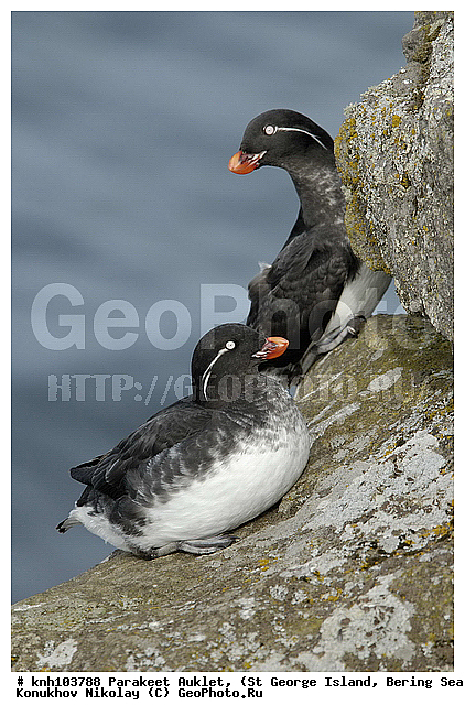Cyclorrhynchus psittacula, Parakeet Auklet, ����������, ��������� ����, ������ ������� �������, ������� �����, ������� �����, ������, ���, DONE, ����������, Alcidae, Aethia psittacula, ����������� ������� ��������, XYZ
