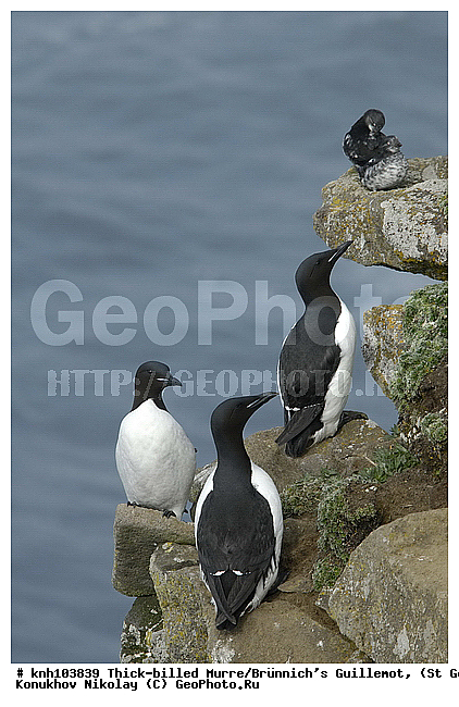 Brunnich�s Guillemot, Thick-billed Murre, Uria lomvia, ��������� ����, ������ ������� �������, ������������ �����, ������� �����, ������� �����, ������, ���, DONE, ����������, Alcidae, ������������� �����, ������� �����, ������� �����, ������, ���, DONE, ����������, Alcidae, ����������� ������� ��������, XYZ