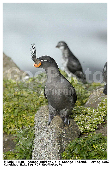 Aethia cristatella, Crested Auklet, ��������� ����, ������� ������, ������ ������� �������, ������� �����, ������� �����, ������, ���, DONE, ����������, Alcidae, ����������� ������� ��������, XYZ