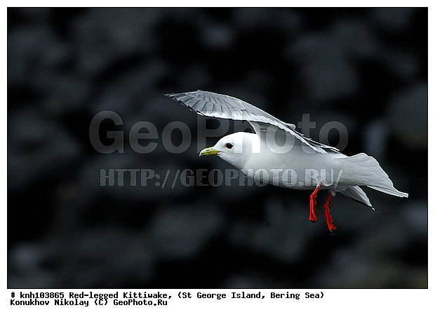 Red-legged Kittiwake, Rissa brevirostris, ��������� ����, ���������, ������ ������� �������, ������� �����, ������� �����, ������, ���, DONE, ��������, Laridae, ����������� ���������, ����������� ������� ��������, XYZ