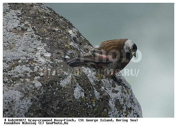 Gray-crowned Rosy-Finch, Leucosticte tephrocotis, ������������ ������, ��������� ����, ������ ������� �������, �����, �����, ������, ���, DONE, ���������, Fringillidae, ������ ������������ ������, ������������ ������, ��������� ������������ ������, ������������ ������������ ������, ����������� ������� ��������, XYZ