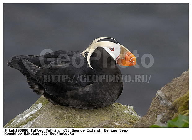 Lunda cirrhata, Tufted Puffin, ��������� ����, ������ ������� �������, �������, ������� �����, ������� �����, ������, ���, DONE, ����������, Alcidae, �������, Fratercula cirrhata, ����������� ������� ��������, XYZ