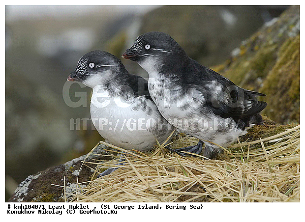 Aethia pusilla, Least Auklet, ��������� ����, ������-������, ������ ������� �������, ������� �����, ������� �����, ������, ���, DONE, ����������, Alcidae, ��������� ������, ����������� ������� ��������, XYZ