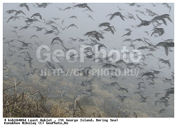 Aethia pusilla, Least Auklet, ��������� ����, ������-������, ������ ������� �������, ������� �����, ������� �����, ������, ���, DONE, ����������, Alcidae, ��������� ������, ����������� ������� ��������, XYZ