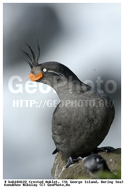 Aethia cristatella, Crested Auklet, ��������� ����, ������� ������, ������ ������� �������, ������� �����, ������� �����, ������, ���, DONE, ����������, Alcidae, ����������� ������� ��������, XYZ