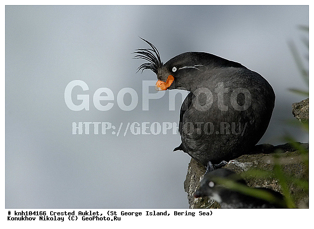 Aethia cristatella, Crested Auklet, ��������� ����, ������� ������, ������ ������� �������, ������� �����, ������� �����, ������, ���, DONE, ����������, Alcidae, ����������� ������� ��������, XYZ