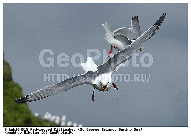 Red-legged Kittiwake, Rissa brevirostris, ��������� ����, ���������, ������ ������� �������, ������� �����, ������� �����, ������, ���, DONE, ��������, Laridae, ����������� ���������, ����������� ������� ��������, XYZ