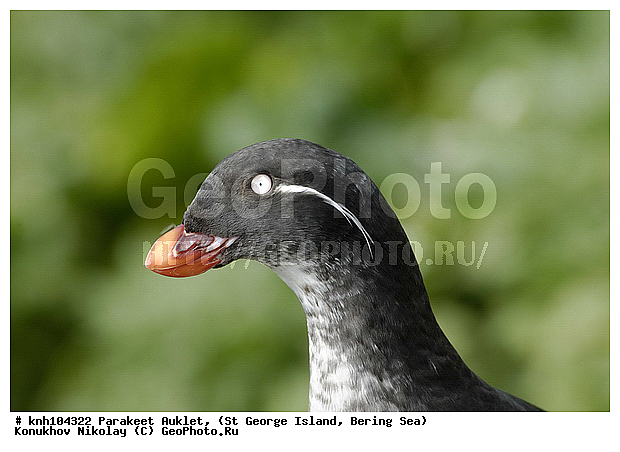 Cyclorrhynchus psittacula, Parakeet Auklet, ����������, ��������� ����, ������ ������� �������, ������� �����, ������� �����, ������, ���, DONE, ����������, Alcidae, Aethia psittacula, ����������� ������� ��������, XYZ