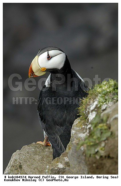 Fratercula corniculata, Horned Puffin, ��������� ����, ������, ������ ������� �������, ����������, Alcidae, ������� �����
, ������������� �������, ������������� �����, DONE, ����������� ������� ��������, XYZ