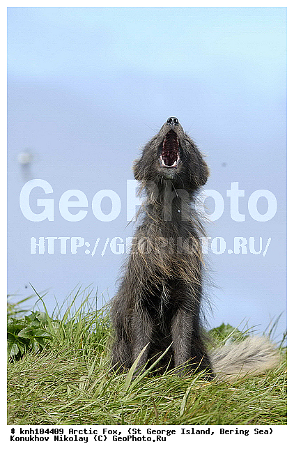 Alopex lagopus, Arctic Fox, ��������� ����, ������ ������� �������, �����, �������������, �����, �����, ������, ���, DONE, ������, �������, ������, Canidae, �������� ������, Vulpes lagopus, ����������� ������� ��������, XYZ, ����������� ����