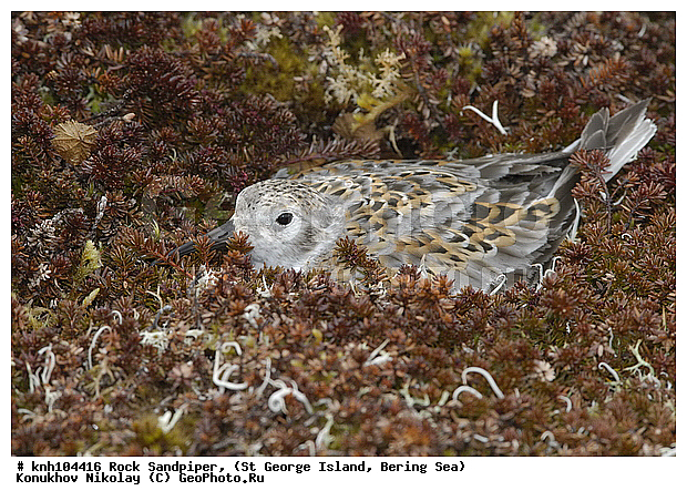 Calidris ptilocnemis, Rock Sandpiper, ������������ ��������, ��������� ����, ������ ������� �������, �����, ������, �����, �����, ������, ���, DONE, ���������, Scolopacidae, Erolia ptilocnemis, ����������� ������� ��������, XYZ