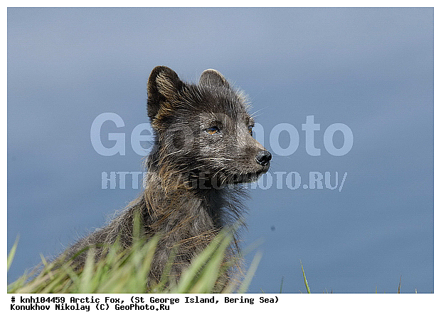 Alopex lagopus, Arctic Fox, ��������� ����, ������ ������� �������, �����, �������������, �����, �����, ������, ���, DONE, ������, �������, ������, Canidae, �������� ������, Vulpes lagopus, ����������� ������� ��������, XYZ, ����������� ����