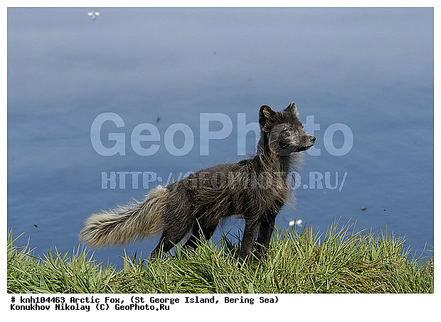 Alopex lagopus, Arctic Fox, ��������� ����, ������ ������� �������, �����, �������������, �����, �����, ������, ���, DONE, ������, �������, ������, Canidae, �������� ������, Vulpes lagopus, ����������� ������� ��������, XYZ, ����������� ����