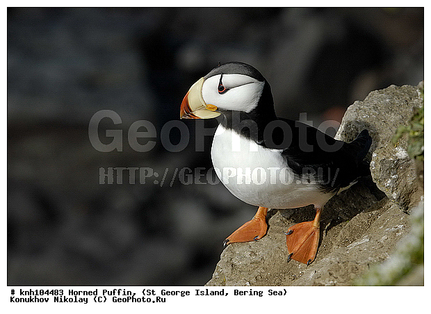 Fratercula corniculata, Horned Puffin, ��������� ����, ������, ������ ������� �������, ����������, Alcidae, ������� �����, ������������� �������, ������������� �����, DONE, ����������� ������� ��������, XYZ