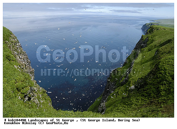 Landscapes of St George, ��������� ����, ������ ������� �������, ������ ������� ������� (��������� ����). ���� ��������� � �������� ��������, ����������� ������� ��������, XYZ, ����������� ������� ��������, ������, ���, ����� �����, ��������� ����, ������� ���������, ������ ������� �������, ��������, ��������, ��������, �����������, ������� �����, ������� �����, �����, �����, DONE, ��������, Laridae, ���������, ����������� ���������, Rissa brevirostris, �������