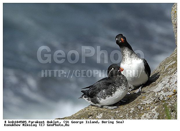 Cyclorrhynchus psittacula, Parakeet Auklet, ����������, ��������� ����, ������ ������� �������, ������� �����, ������� �����, ������, ���, DONE, ����������, Alcidae, Aethia psittacula, ����������� ������� ��������, XYZ