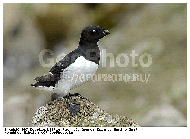 Alle alle, Dovekie, Little Auk, ��������� ����, �����, ������ ������� �������, ������� �����, ������� �����, ������, ���, DONE, ����������, Alcidae, ����� �������, Plautus alle, ����������� ������� ��������, XYZ