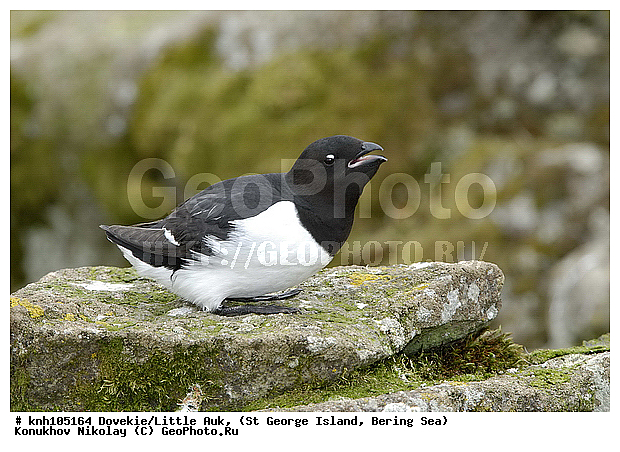 Alle alle, Dovekie, Little Auk, ��������� ����, �����, ������ ������� �������, ������� �����, ������� �����, ������, ���, DONE, ����������, Alcidae, ����� �������, Plautus alle, ����������� ������� ��������, XYZ