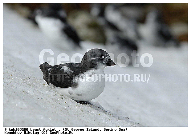 Aethia pusilla, Least Auklet, ��������� ����, ������-������, ������ ������� �������, ������� �����, ������� �����, ������, ���, DONE, ����������, Alcidae, ��������� ������, ����������� ������� ��������, XYZ