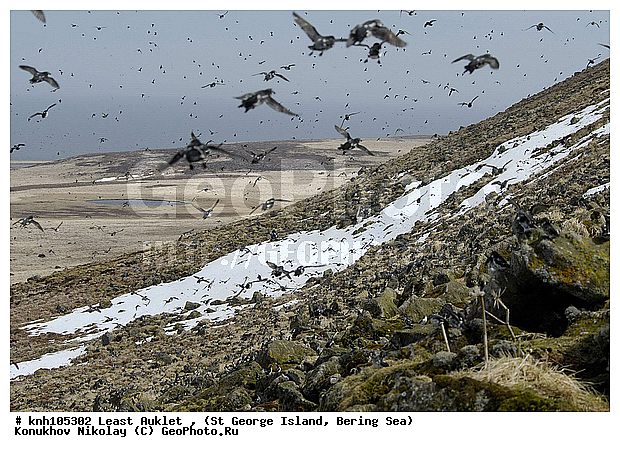 Aethia pusilla, Least Auklet, ��������� ����, ������-������, ������ ������� �������, ������� �����, ������� �����, ������, ���, DONE, ����������, Alcidae, ��������� ������, ����������� ������� ��������, XYZ
