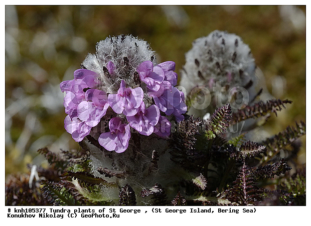 Tundra flowers, ��������� ����, ������ ��������, ������ ����������, ������ ������� �������, �������� ������, ������ ��������, �����, ��������,  ���������� ��������,  ������, �����, DONE, ��������������, Lamiales, Pedicularis lanata, Pedicularis kanei, Pedicularis willdenowii,  �����������, Orobanchaceae, ����������� ������� ��������, XYZ