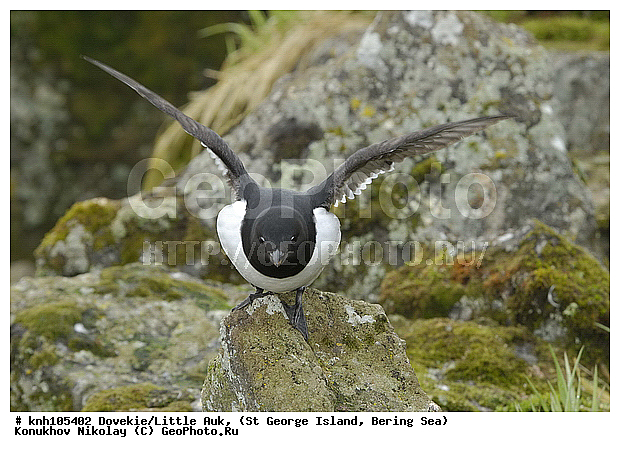 Alle alle, Dovekie, Little Auk, ��������� ����, �����, ������ ������� �������, ������� �����, ������� �����, ������, ���, DONE, ����������, Alcidae, ����� �������, Plautus alle, ����������� ������� ��������, XYZ