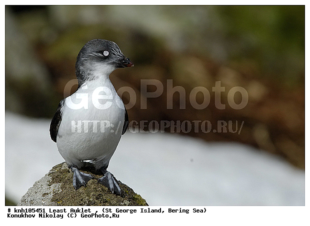 Aethia pusilla, Least Auklet, ��������� ����, ������-������, ������ ������� �������, ������� �����, ������� �����, ������, ���, DONE, ����������, Alcidae, ��������� ������, ����������� ������� ��������, XYZ