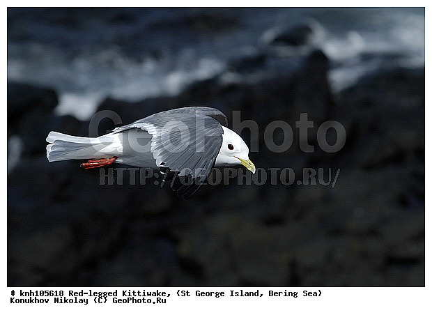 Red-legged Kittiwake, Rissa brevirostris, ��������� ����, ���������, ������ ������� �������, ������� �����, ������� �����, ������, ���, DONE, ��������, Laridae, ����������� ���������, ����������� ������� ��������, XYZ