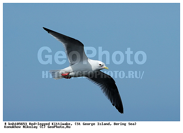 Red-legged Kittiwake, Rissa brevirostris, ��������� ����, ���������, ������ ������� �������, ������� �����, ������� �����, ������, ���, DONE, ��������, Laridae, ����������� ���������, ����������� ������� ��������, XYZ