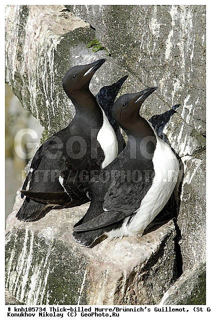 Brunnich�s Guillemot, Thick-billed Murre, Uria lomvia, ��������� ����, ������ ������� �������, ������������ �����, ������� �����, ������� �����, ������, ���, DONE, ����������, Alcidae, ������������� �����, ������� �����, ������� �����, ������, ���, DONE, ����������, Alcidae, ����������� ������� ��������, XYZ