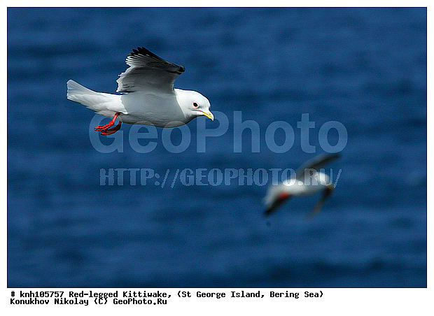 Red-legged Kittiwake, Rissa brevirostris, ��������� ����, ���������, ������ ������� �������, ������� �����, ������� �����, ������, ���, DONE, ��������, Laridae, ����������� ���������, ����������� ������� ��������, XYZ