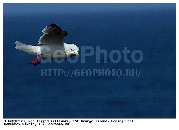 Red-legged Kittiwake, Rissa brevirostris, ��������� ����, ���������, ������ ������� �������, ������� �����, ������� �����, ������, ���, DONE, ��������, Laridae, ����������� ���������, ����������� ������� ��������, XYZ