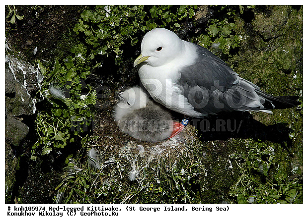 Red-legged Kittiwake, Rissa brevirostris, ��������� ����, ���������, ������ ������� �������, ������� �����, ������� �����, ������, ���, DONE, ��������, Laridae, ����������� ���������, ����������� ������� ��������, XYZ
