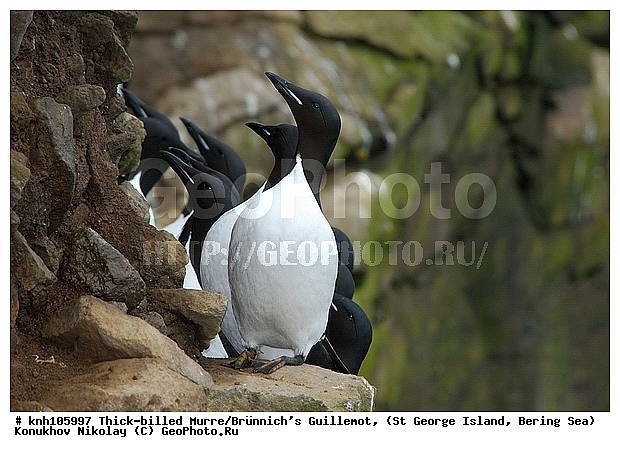 Brunnich�s Guillemot, Thick-billed Murre, Uria lomvia, ��������� ����, ������ ������� �������, ������������ �����, ������� �����, ������� �����, ������, ���, DONE, ����������, Alcidae, ������������� �����, ������� �����, ������� �����, ������, ���, DONE, ����������, Alcidae, ����������� ������� ��������, XYZ