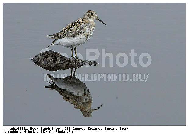 Calidris ptilocnemis, Rock Sandpiper, ������������ ��������, ��������� ����, ������ ������� �������, �����, ������, �����, �����, ������, ���, DONE, ���������, Scolopacidae, Erolia ptilocnemis, ����������� ������� ��������, XYZ