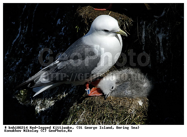 Red-legged Kittiwake, Rissa brevirostris, ��������� ����, ���������, ������ ������� �������, ������� �����, ������� �����, ������, ���, DONE, ��������, Laridae, ����������� ���������, ����������� ������� ��������, XYZ