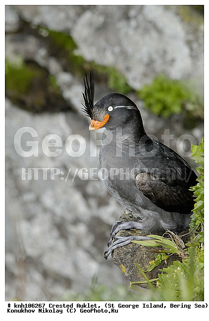 Aethia cristatella, Crested Auklet, ��������� ����, ������� ������, ������ ������� �������, ������� �����, ������� �����, ������, ���, DONE, ����������, Alcidae, ����������� ������� ��������, XYZ