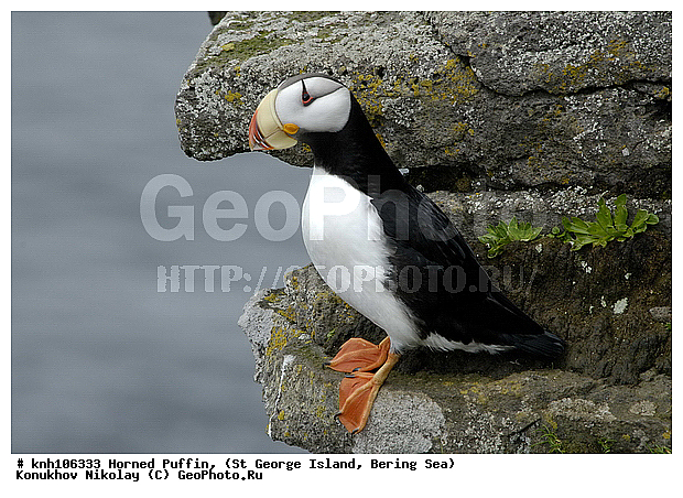 Fratercula corniculata, Horned Puffin, ��������� ����, ������, ������ ������� �������, ����������, Alcidae, ������� �����
, ������������� �������, ������������� �����, DONE, ����������� ������� ��������, XYZ