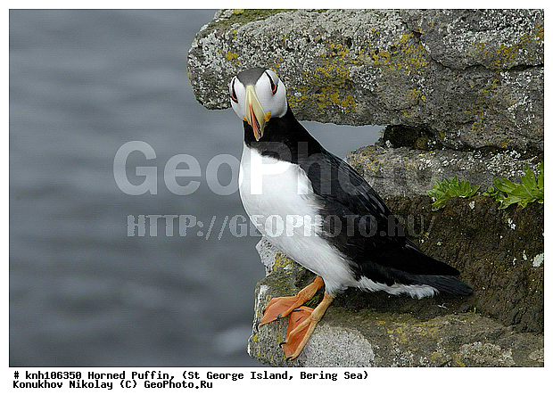 Fratercula corniculata, Horned Puffin, ��������� ����, ������, ������ ������� �������, ����������, Alcidae, ������� �����
, ������������� �������, ������������� �����, DONE, ����������� ������� ��������, XYZ