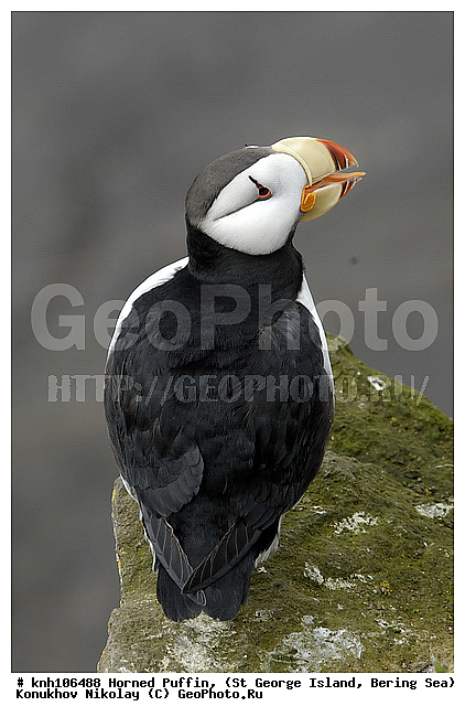 Fratercula corniculata, Horned Puffin, ��������� ����, ������, ������ ������� �������, ����������, Alcidae, ������� �����
, ������������� �������, ������������� �����, DONE, ����������� ������� ��������, XYZ